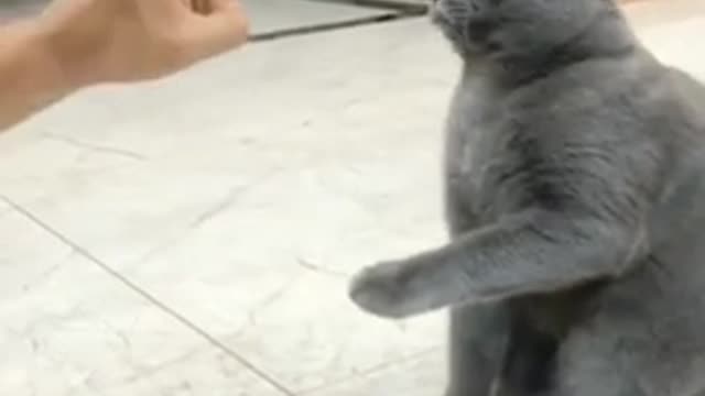 Cat videos funny