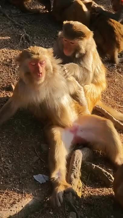 Funny moments with monkey