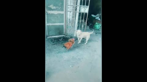 Dog vs Chicen Fight