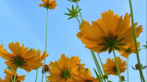 Flowers under the sky