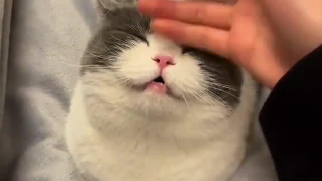 So lovely #cat #pets