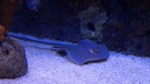 The uncomfortable Stingray