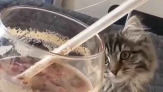 Cats are also troubled