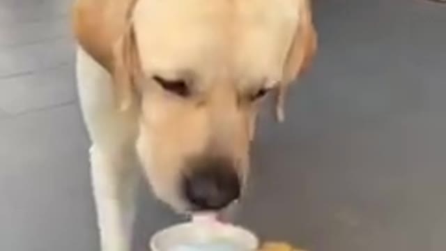 Dog funny video