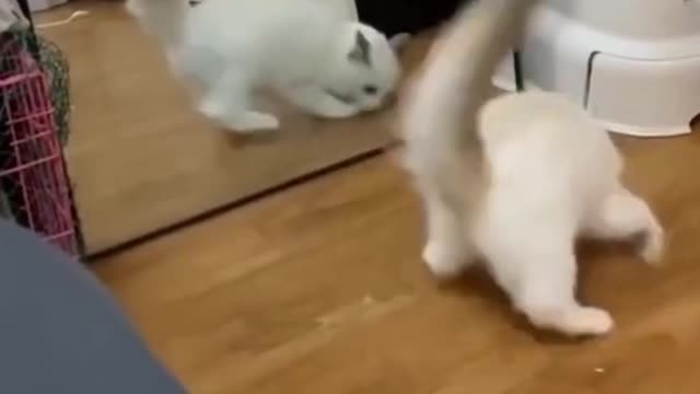 Must See Short Cat Video Look How This Cat Fights His Own Reflection