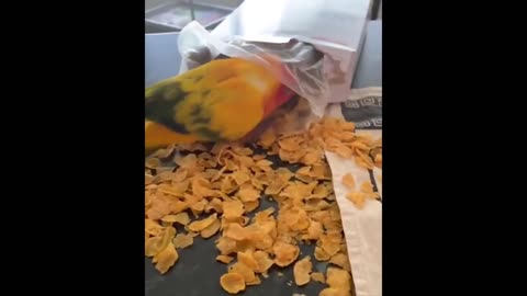 ULTIMATE|| Animal Compilation || Funny Fails || viral || comedy