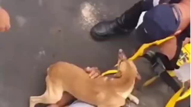 Dog Rushes to Owner Involved In Accident