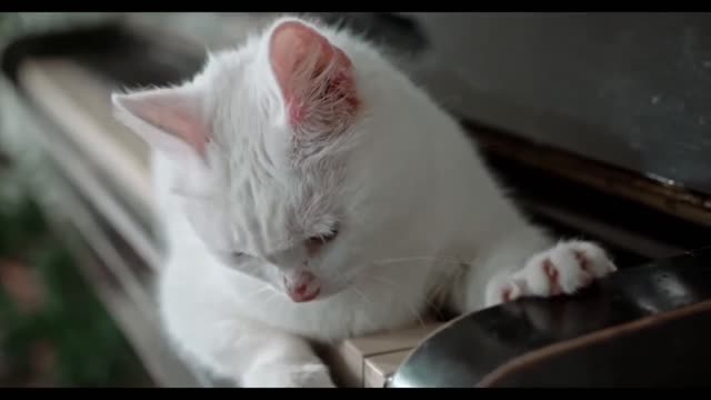 Cute cats - 3