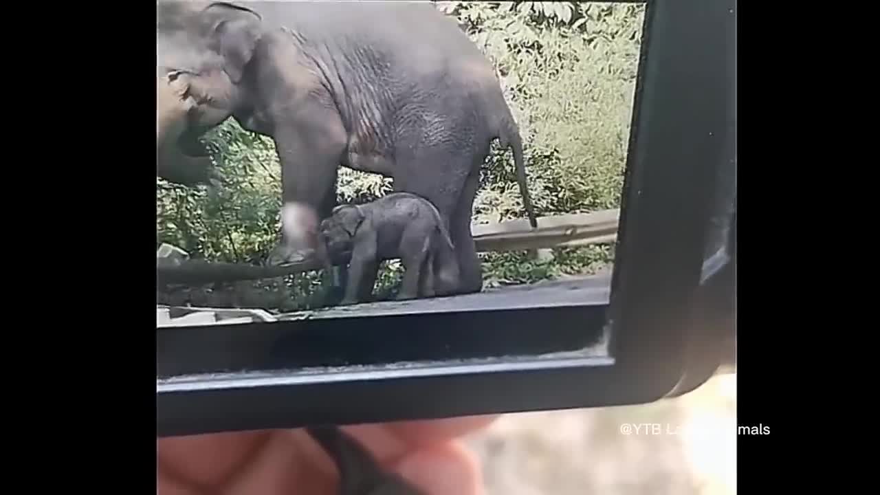 The great elephant mother, the United elephant herd, and the rescue of baby elephant in danger