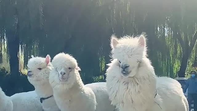 White alpaca