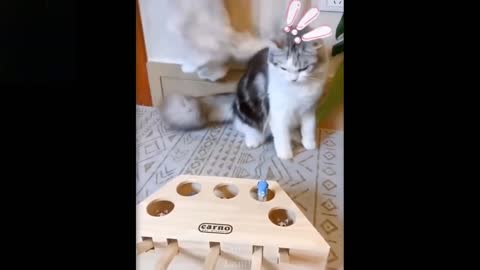 i bet you- try to not laugh funny animal pets cats & Dog