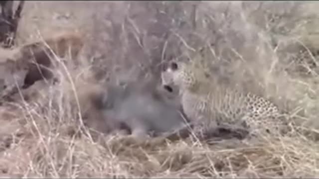 hyena chase leopard and wild boar escape from predator.