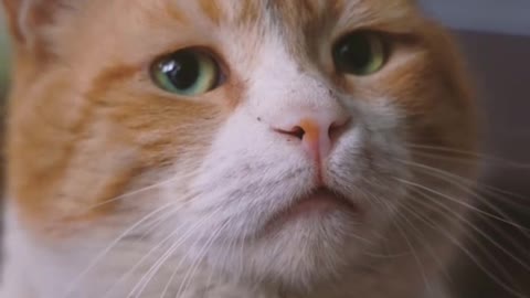 Video of a cat face