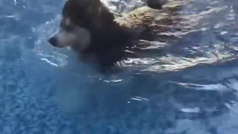 Willow loves the pool