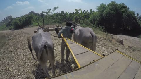 Man bringing cows to field for pasture