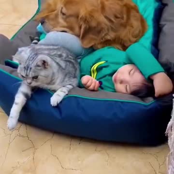 funny video cat and dog and baby 2021
