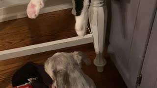 Cat really wants to pet old dog