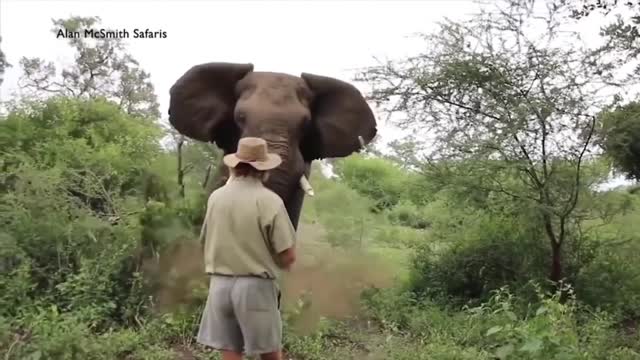 Wild Animals (suspence and action video)you Must Watch