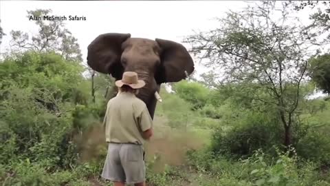 Wild Animals (suspence and action video)you Must Watch