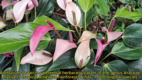 火鶴花／紅掌2 Anthurium andraeanum