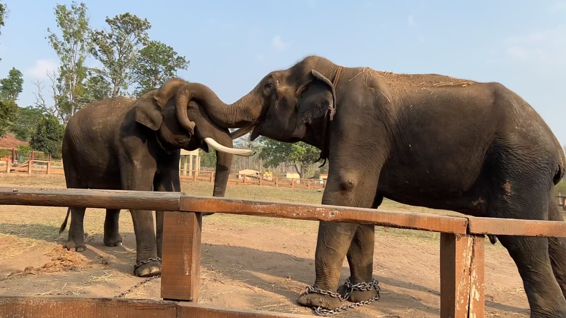 Friends Forever#elephant#friends#friendship#elephant playing #animals#animal playing