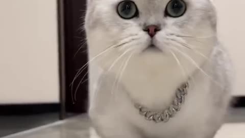 cute cat -A Cute Cat Walk compilation 2022