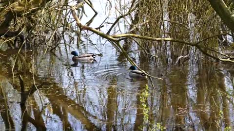 boat-river-swamp-lake-plants-bird