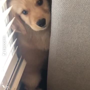 Cute Dog hiding in a corner hoping that vacuum won't see him😂😂