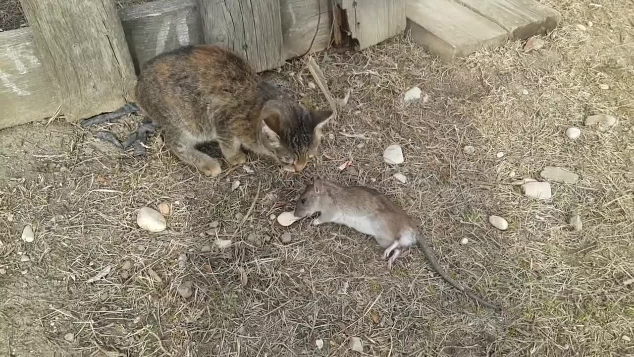 Rat was about to run. See how cat chased the mouse.