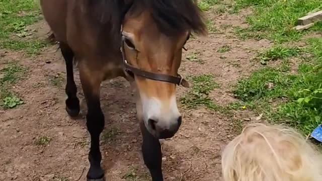 Who taught children to love animals?