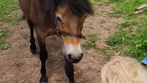 Who taught children to love animals?