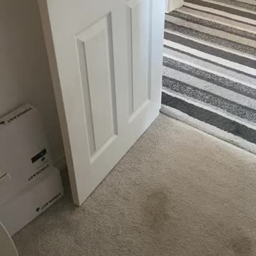 Naughty dog steals bath scrub