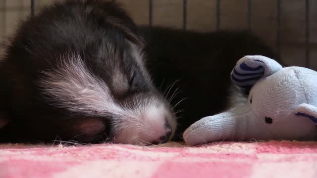 Funny Dog Videos 2020🤣 🐶 It's time to LAUGH with Dog's life