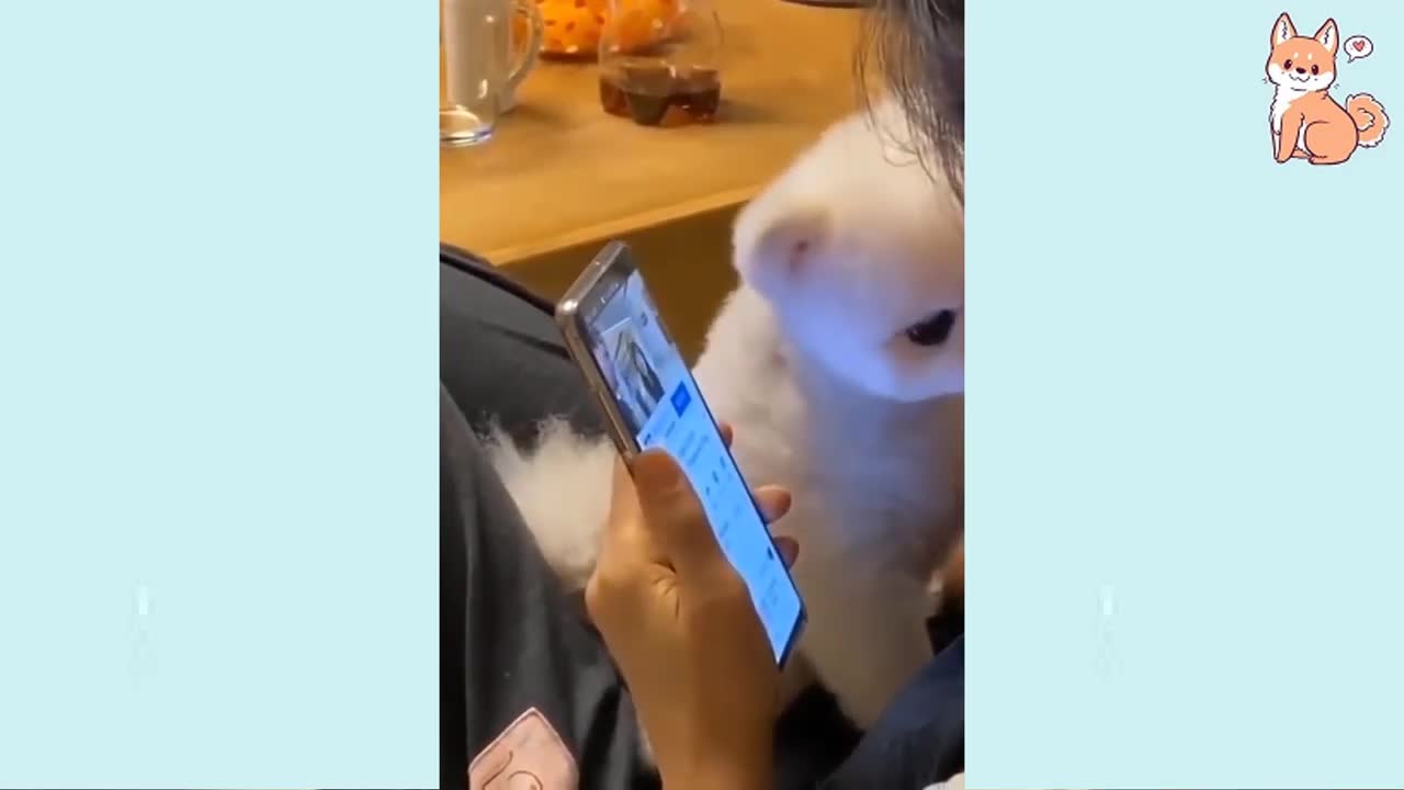 Angry - Funny Dogs of TikTok 😮 - angry Pet videos 😱