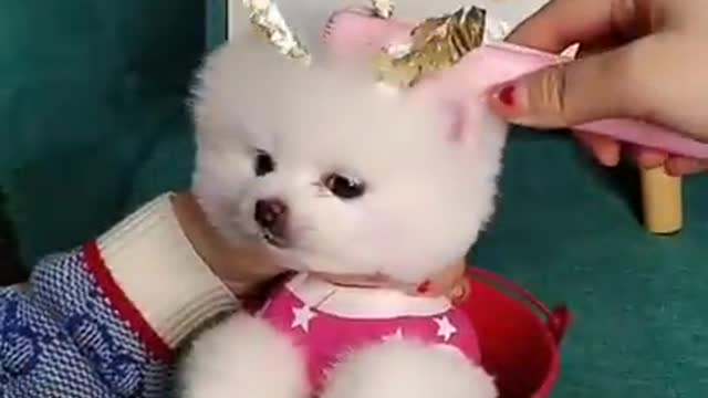 Funny And Cute Dog Video Compilation 2021||