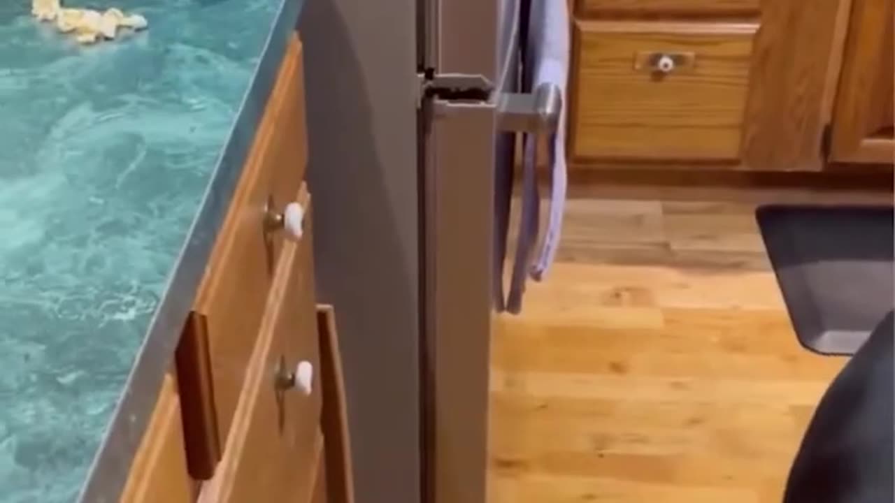funny cat