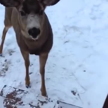 غزال ياكل من يدي