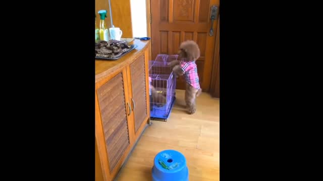 Smart Dogs Compilation | Dog funny videos Part 1