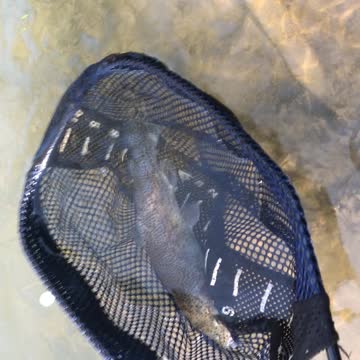 Rainbow trout release