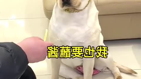 Funny dog