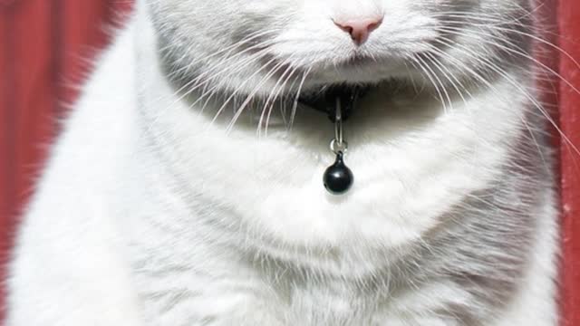 6 Datos Curiosos de los Animales