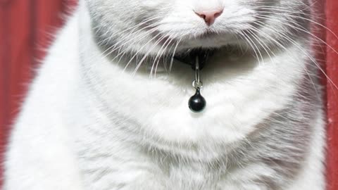6 Datos Curiosos de los Animales