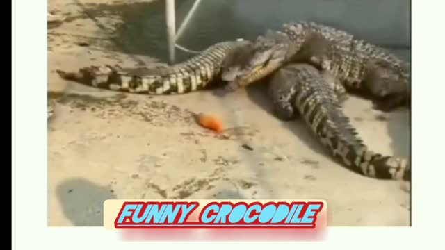 Funny crocodile