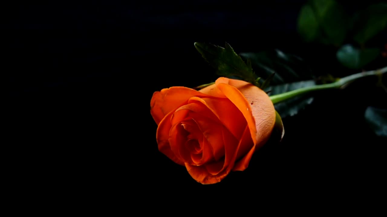 Pink flower falling on dark surface