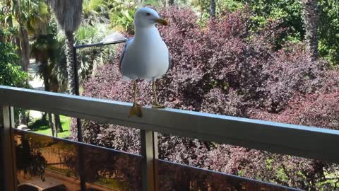 The seagull that steals food from the spits