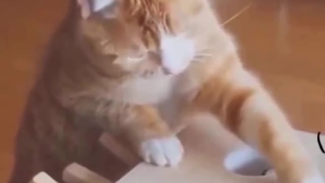 💗Cute And Funny Pets