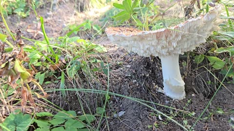 Preview to my Packwood saddle mushroom hike video.