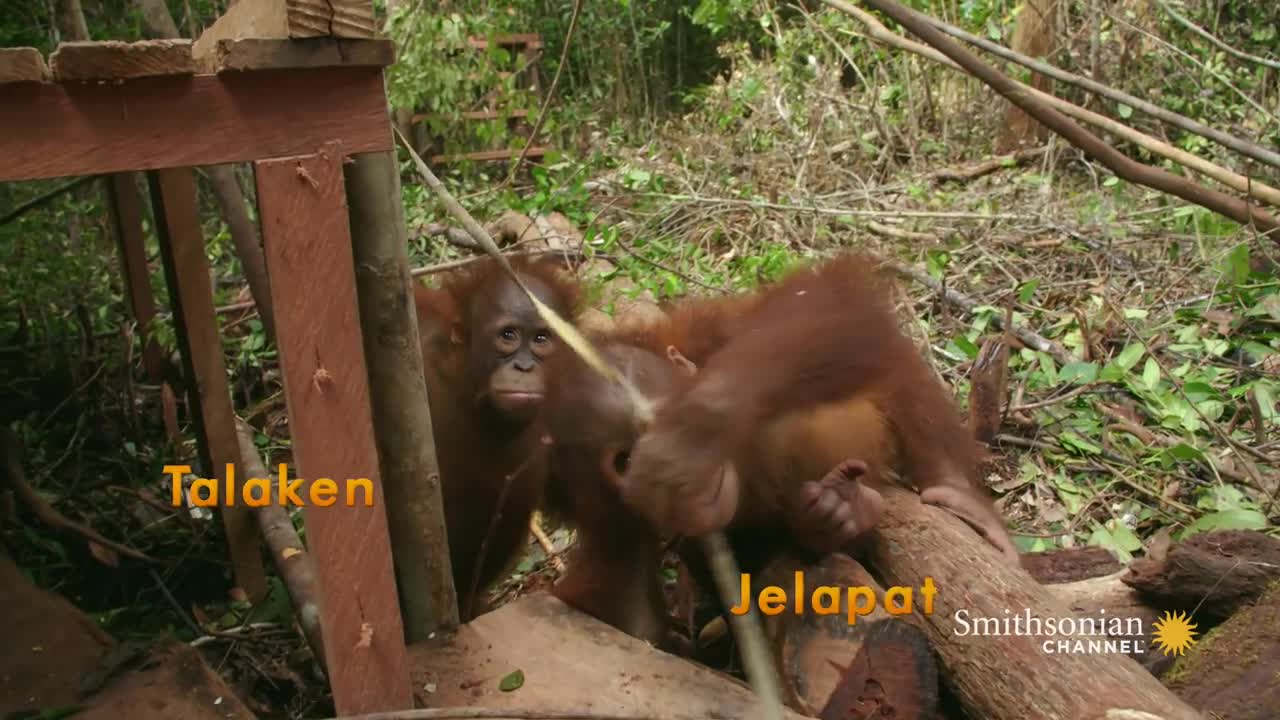 Three’s a Crowd in this Orangutan Relationship