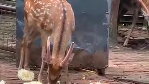 This is a strong deer