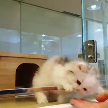 Cute Cat and Cute Kitten Videos Part